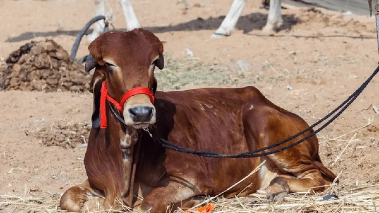 [www.evinsights.in]-shutterstock-1343240657